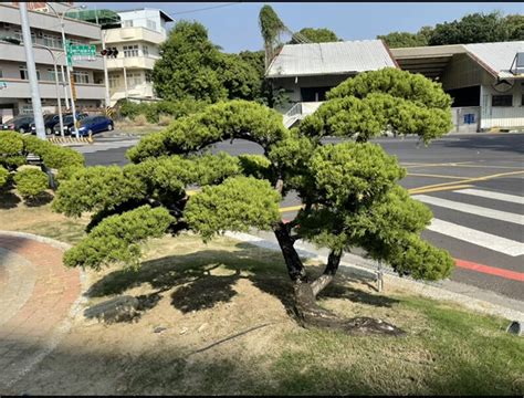 針柏樹修剪|只要 60 秒！快速學會初階真柏整理，老闆不藏私教學，新手也能。